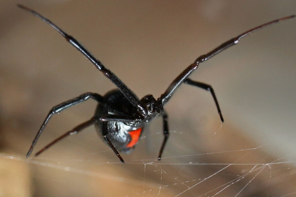 deadliest spiders in the world, deadliest spiders, big spiders, jumping spiders,