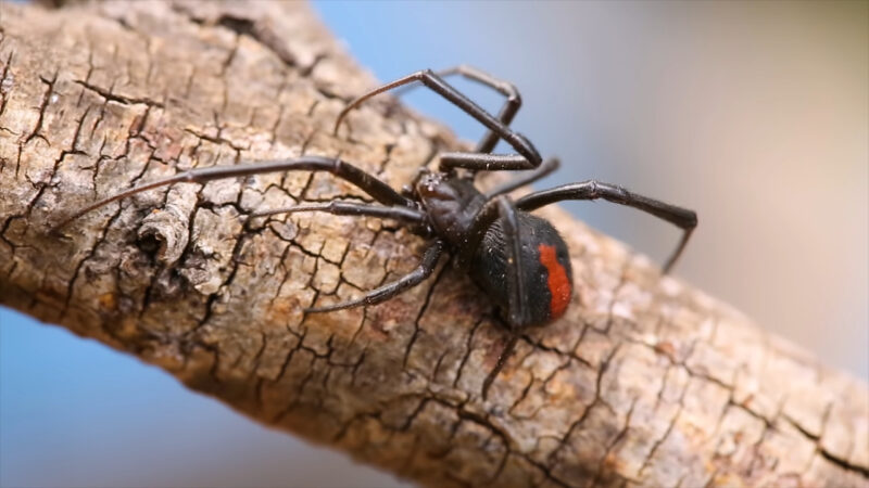 deadliest spiders in the world, deadliest spiders, big spiders, jumping spiders,