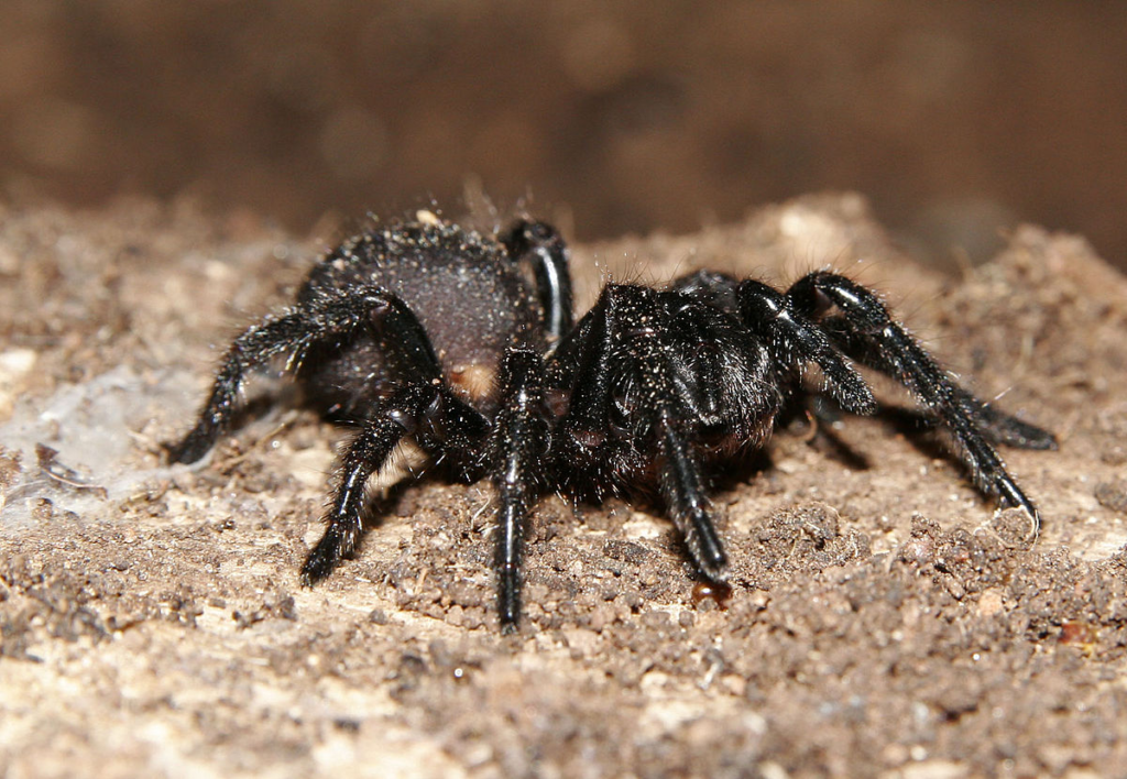 deadliest spiders in the world, deadliest spiders, big spiders, jumping spiders,