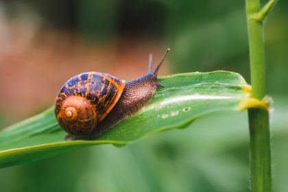 snail, Snail mucus, cone snail, skin care,