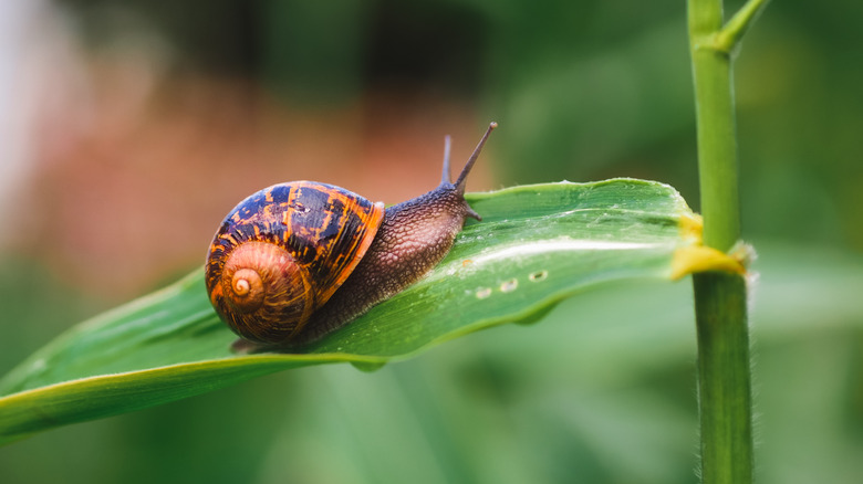 snail, Snail mucus, cone snail, skin care,