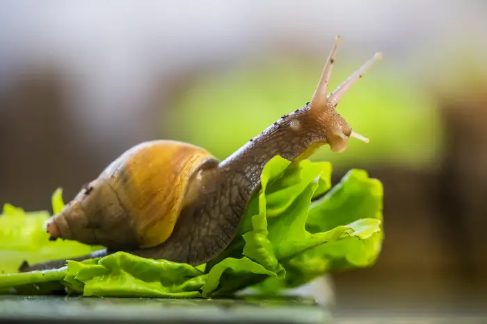 snail,
Snail mucus,
cone snail,
skin care,