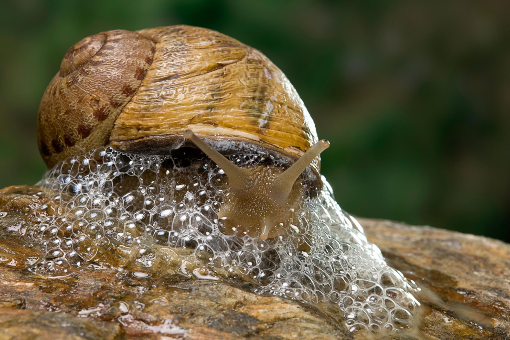 snail,
Snail mucus,
cone snail,
skin care,