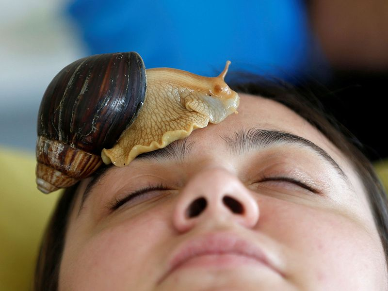 snail,
Snail mucus,
cone snail,
skin care,