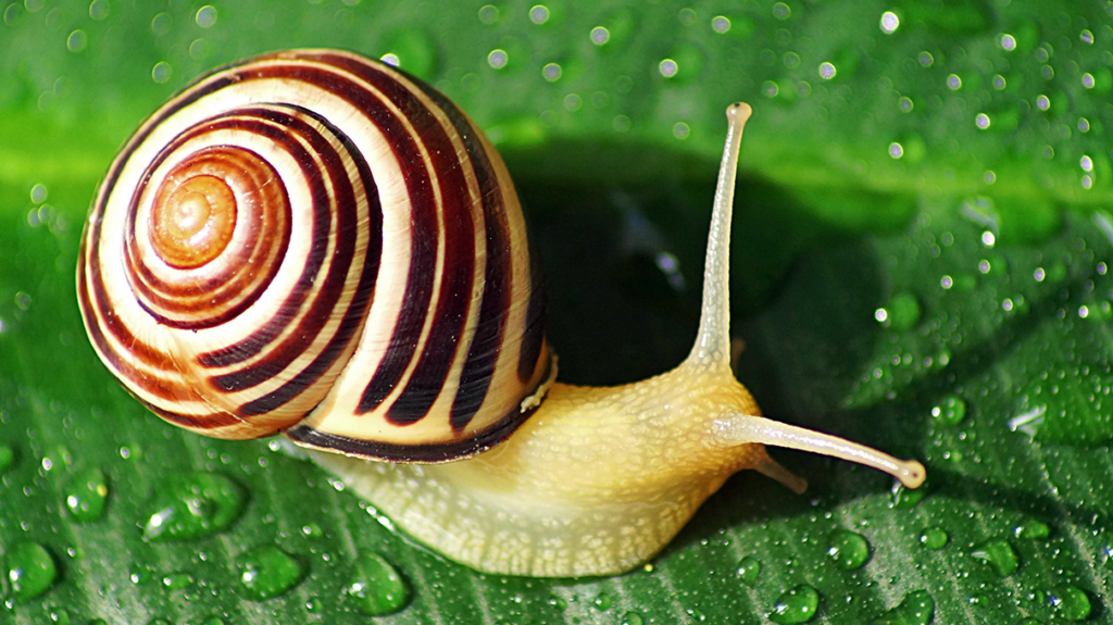 snail,
Snail mucus,
cone snail,
skin care,