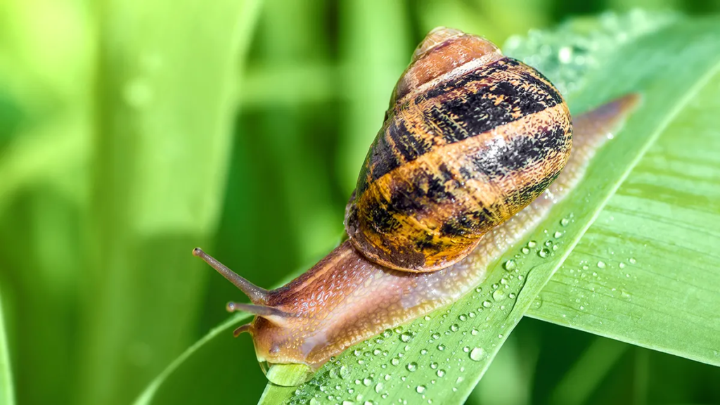 snail,
Snail mucus,
cone snail,
skin care,