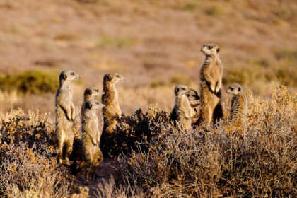 meerkats, meerkats habits, facts about meerkats, human emotion,