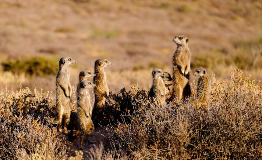 meerkats, meerkats habits, facts about meerkats, human emotion,