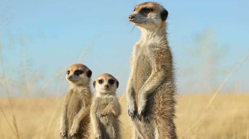 meerkats,
meerkats habits,
facts about meerkats,
human emotion, 