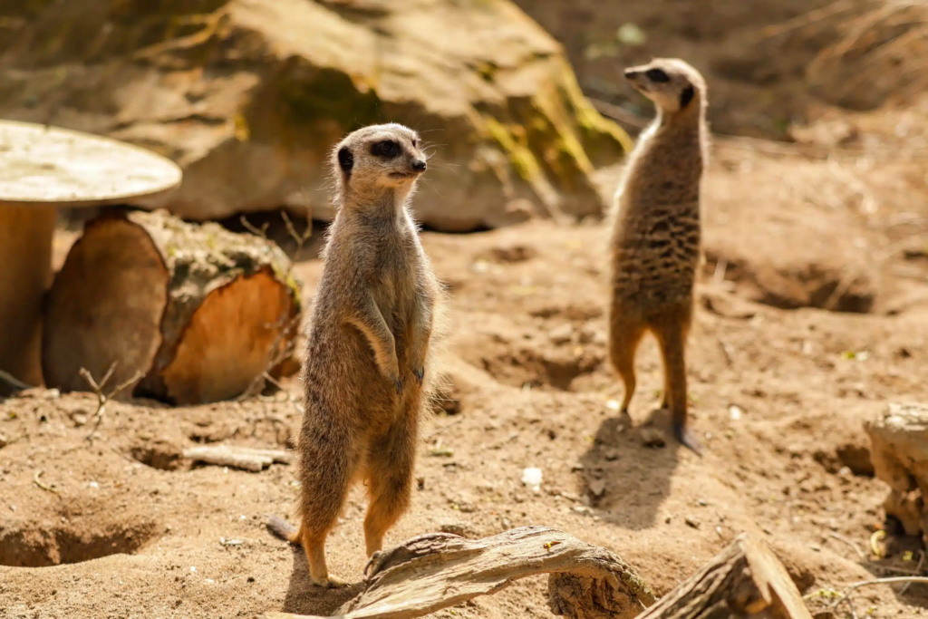 meerkats,
meerkats habits,
facts about meerkats,
human emotion, 