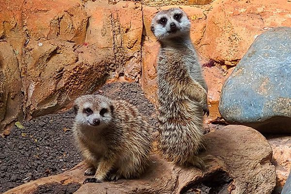 meerkats,
meerkats habits,
facts about meerkats,
human emotion, 