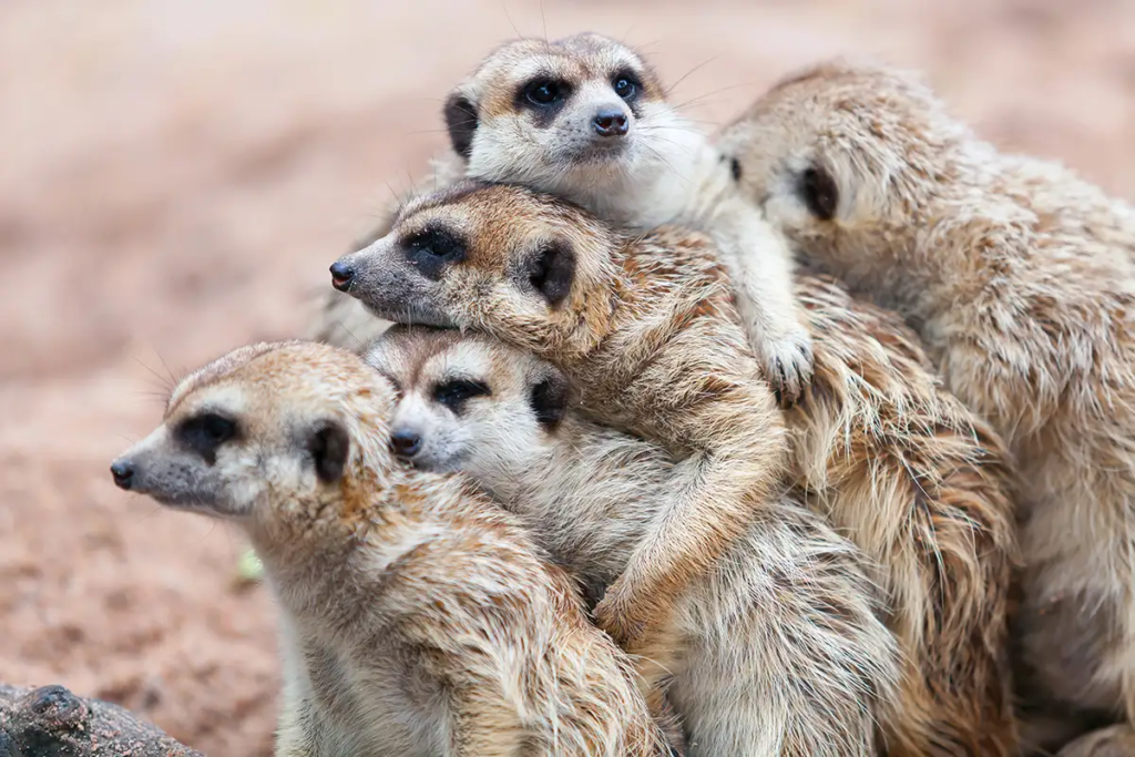 meerkats,
meerkats habits,
facts about meerkats,
human emotion, 