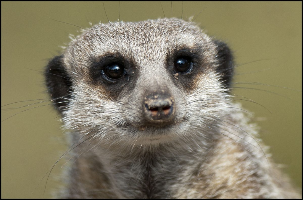 meerkats,
meerkats habits,
facts about meerkats,
human emotion, 