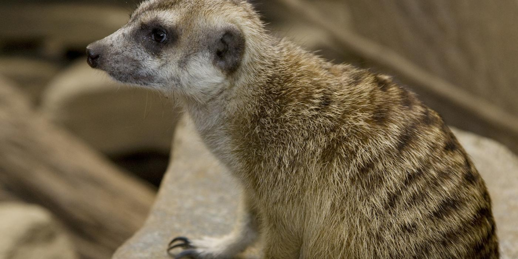 meerkats,
meerkats habits,
facts about meerkats,
human emotion, 