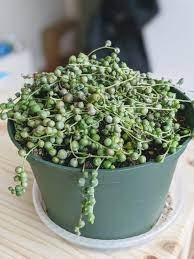 Luscious String Of Pearls