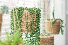 Luscious String of Pearls