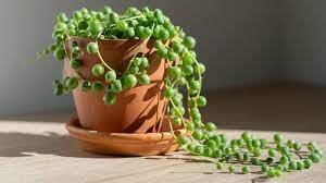 Luscious String Of Pearls