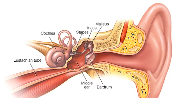 Hearing Loss