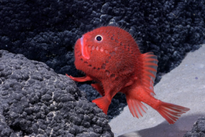 Red Deep-Sea Monster