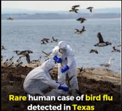 bird flu